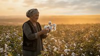 Middle-aged African woman farmer examining cotton bolls in vast field during golden hour sunset, agricultural worker inspecting crop quality harvest.