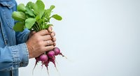 Farmer holding fresh purple radishes with green leafy tops against white background for agricultural and organic produce concepts.