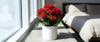 Red flowering plant in white pot on windowsill with bed in background, home decor and interior design element for bedroom styling.