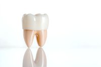 Anatomical model of molar tooth with white crown and natural-colored roots on reflective surface against light background, dental education concept.