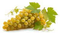 Fresh yellow grapes cluster with green vine leaves and tendrils isolated on white background for healthy food and wine making concepts.
