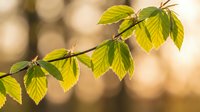 Fresh green leaves on branch with warm sunlight creating natural bokeh background for spring and nature themes.