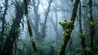 Misty tropical rainforest with moss-covered trees and lush green vegetation creating atmospheric jungle landscape for nature and environmental themes.