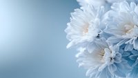 White dahlia flowers with delicate layered petals against soft blue background. Fresh blooms ideal for spring designs, greeting cards, and wellness projects.