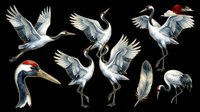 Crane birds collection isolated on transparent background, ready for t-shirt design, clipart, stickers, sublimation and print-on-demand projects.