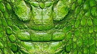 Bright green crocodile skin texture with detailed scales and ridges showing natural pattern and surface structure, suitable for luxury fashion and design projects.