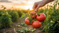 Hand holding fresh ripe red tomatoes on vine in organic garden at golden sunset. Harvest time concept for healthy eating and sustainable agriculture.