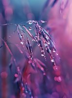 Delicate grass blades with morning dew drops in pink and purple tones, creating dreamy bokeh effect for nature backgrounds.