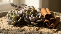 Succulent plants with cinnamon sticks and lavender sprigs arranged on rustic wooden surface for natural home decor and aromatherapy wellness concepts.