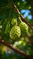 Fresh noni fruits growing on branch with green leaves against blurred natural background, used in traditional medicine and health supplements.