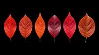 Autumn leaves in red, orange, and burgundy tones isolated on transparent background. Ready for t-shirt designs, clipart, stickers, print-on-demand products, and sublimation projects.