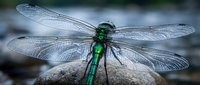 Green metallic dragonfly with iridescent body and transparent wings resting on stone surface in natural outdoor environment for nature photography projects.