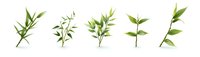 Fresh green bamboo leaves and stems arranged in row on white background, isolated botanical elements for nature-inspired designs and patterns.