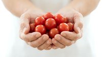 Fresh ripe cherry tomatoes cupped in protective hands on white background, organic healthy vegetables for cooking and nutrition.
