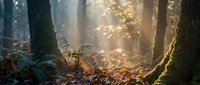 Sunlight streaming through misty forest with moss-covered trees and fallen autumn leaves creating magical woodland atmosphere for nature backgrounds.