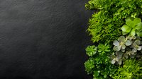 Vibrant green succulents and moss arranged on dark slate background creating natural border design, fresh botanical composition for wellness and spa concepts.
