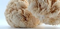 Lion's mane mushroom with delicate white spines and cascading texture on clean background for culinary and wellness applications.