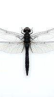 Black dragonfly specimen with transparent wings spread wide on white background, isolated for scientific study and educational materials.