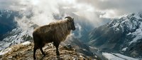 Brown mountain goat standing on rocky cliff edge with dramatic snow-capped peaks and cloudy sky in background, wildlife adventure concept.