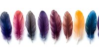 Colorful bird feathers arranged in row on white background, featuring navy blue, pink, gray, purple, burgundy, brown, yellow and turquoise plumes isolated for design use.