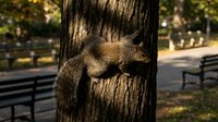 Gray squirrel climbing down tree trunk in sunny park with benches and autumn foliage in background for wildlife and nature themes.