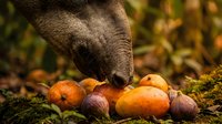 Elephant trunk reaching for colorful autumn fruits and vegetables on mossy forest ground. Wildlife feeding behavior in natural habitat during fall season.