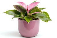 Pink Philodendron plant with vibrant green leaves in modern dusty rose ceramic pot against white background, isolated houseplant for interior decor and gardening design.