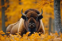 Majestic bison resting among golden autumn leaves in forest setting. Powerful wildlife portrait showcasing nature's beauty during fall season.