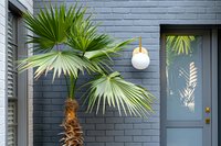 Modern house entrance with fan palm tree against dark gray brick wall, blue door and contemporary globe pendant light, perfect for architectural and landscaping design.
