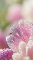 Delicate pink flower petals covered with crystal clear water droplets in soft morning light creating dreamy bokeh background for spring nature photography.