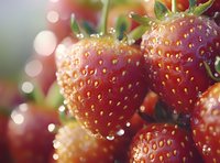 Fresh ripe strawberries with water drops in morning light, macro shot showing detailed texture and natural bokeh effect in soft pink tones.