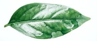 Isolated green leaf with white veining and natural texture on transparent background, suitable for botanical designs, nature graphics, and eco-friendly branding projects.