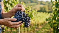 Farmer's hands holding fresh dark grapes in vineyard during harvest season. Agricultural produce ready for winemaking or fresh consumption.