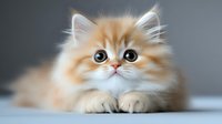 Adorable fluffy ginger Persian kitten with big blue eyes lying on white surface against gray background, looking directly at camera with sweet expression.