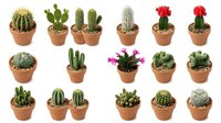 Collection of small potted cacti and succulents in terracotta pots isolated on white background for home decor and gardening projects.