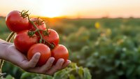 Fresh ripe red tomatoes on vine held in farmer hands at sunset in agricultural field. Organic vegetable harvest concept for healthy eating and farming.