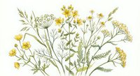 Delicate wildflower botanical illustration with yellow blooms and green foliage on white background, isolated for design projects and nature themes.