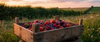Fresh mixed berries in rustic wooden crate at sunset harvest time in countryside field with golden light and rolling hills background for organic farming concepts.