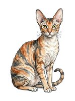 Cornish Rex cat with distinctive large ears and slender body, isolated on white background, suitable for pet care designs, veterinary materials, and feline-themed projects.