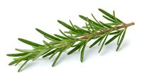 Fresh rosemary sprig with green needle-like leaves on white background, isolated herb for culinary cooking, natural seasoning ingredient for kitchen use.