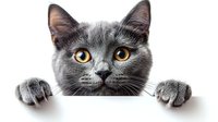 Curious gray cat with bright amber eyes peeking over white edge, paws visible gripping surface. Isolated on white background for easy design integration.