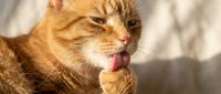 Orange tabby cat grooming paw with pink tongue in warm sunlight. Domestic feline self-care behavior captured in natural lighting for pet care content.