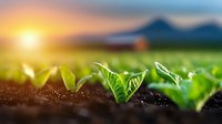 Young green soybean sprouts growing from fertile soil at sunrise, with mountains and farm building silhouette in background, agricultural scene.