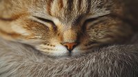 Close up portrait of sleeping tabby cat face showing peaceful expression, soft fur texture, and whiskers in warm natural lighting. Suitable for pet care and animal themes.