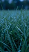 Frost-covered grass blades with morning dew drops in cool blue tones, close-up macro shot capturing winter nature details and seasonal outdoor scenery.