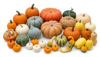 Colorful autumn pumpkins and gourds collection isolated on white background. Seasonal harvest decoration for fall holidays and thanksgiving celebrations.