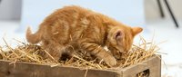 Curious ginger kitten exploring a rustic wooden crate filled with golden straw, playful young cat sniffing hay in a cozy farm setting.