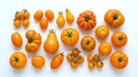 Assorted orange tomatoes and small pumpkins arranged on white background, showcasing various sizes and shapes for culinary and harvest design projects.
