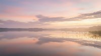 Serene wetland landscape at dawn with calm water reflecting pink and purple sky, reeds along shoreline, peaceful nature scene for relaxation and meditation projects.