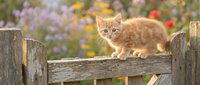 Ginger kitten standing on weathered wooden fence with blooming garden flowers in soft focus background, outdoor pet portrait.